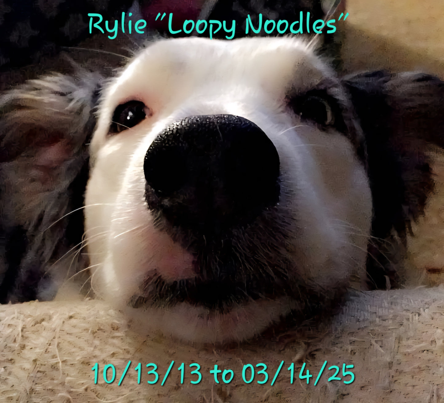 Loopy's Gifts And Candles Gift Card